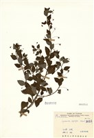 藏品(排香草)的圖片